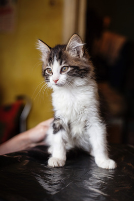 3/9 _mg_3631_logo.jpg