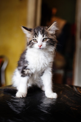 2/9 _mg_3632_logo.jpg