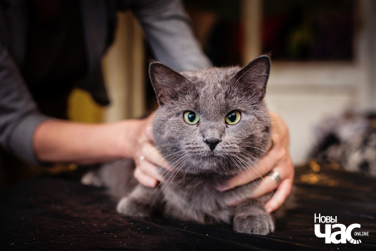 _mg_3654_logo.jpg _mg_3654_logo.jpg