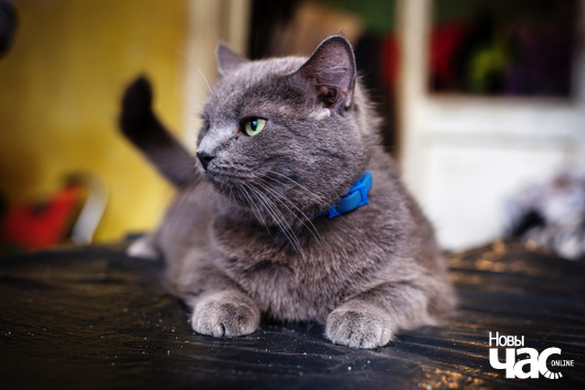 _mg_3656_logo.jpg _mg_3656_logo.jpg