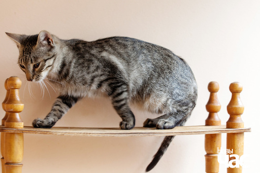 _mg_8807_logo.jpg _mg_8807_logo.jpg