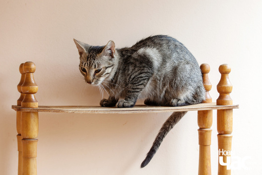 _mg_8809_logo.jpg _mg_8809_logo.jpg