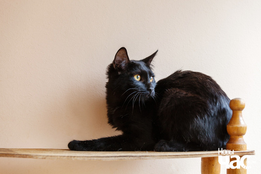 _mg_8811_logo.jpg _mg_8811_logo.jpg