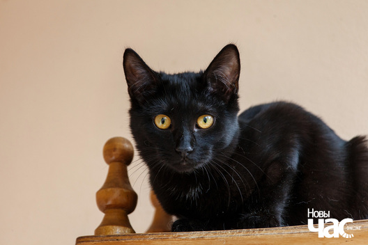 _mg_8822_logo.jpg _mg_8822_logo.jpg