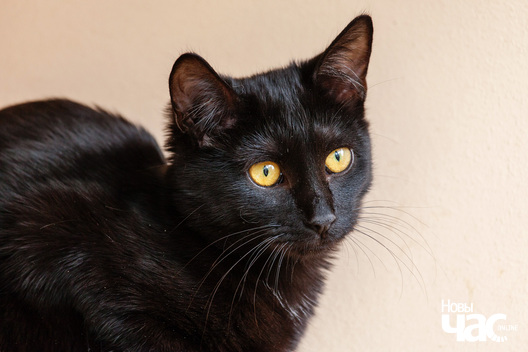 _mg_8850_logo.jpg _mg_8850_logo.jpg