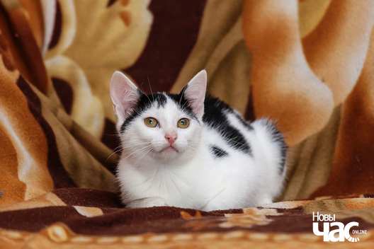 8/12 _mg_9196_logo.jpg