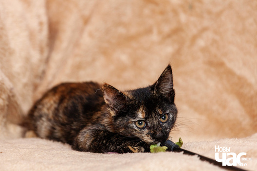 6/12 _mg_9203_logo.jpg