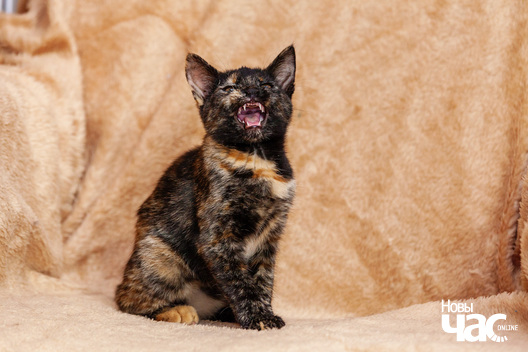 4/12 _mg_9208_logo.jpg