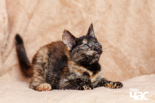 3/12 _mg_9209_logo.jpg