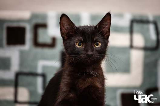 10/10 _mg_9649_1_logo.jpg