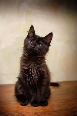 1/3 _mg_9757_logo.jpg