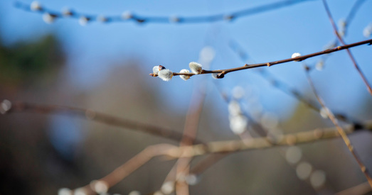 Навіны дня. У Мінску дазволілі «Несмяротны полк», цяжарную Насту Дашкевіч будуць судзіць за «масавыя беспарадкі»