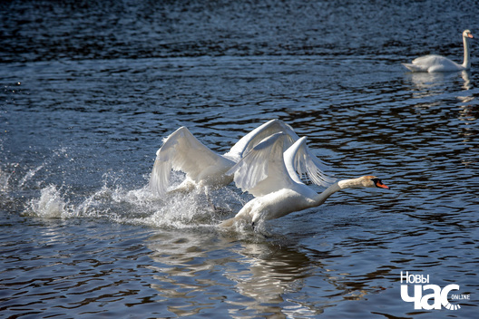 _vjasna_minsk_pryroda_adnaulenne_fota_dzmitryeu_dzmitryj__novy_czas___15__logo.jpg _vjasna_minsk_pryroda_adnaulenne_fota_dzmitryeu_dzmitryj__novy_czas___15__logo.jpg