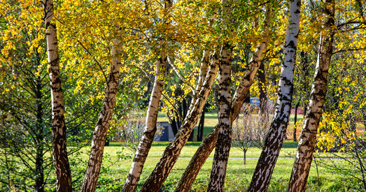 Белгідрамет: 2021 увайшоў у топ-20 самых цёплых гадоў у Беларусі за ўсю гісторыю назіранняў