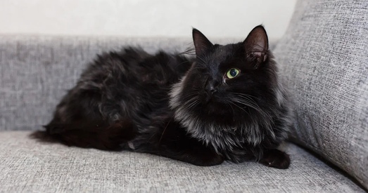 «І толькі Чыкага, і толькі Чыкага!»