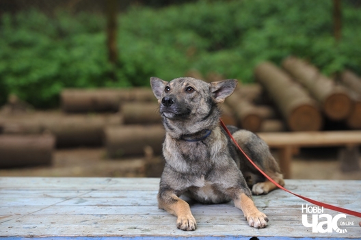 abf_8020_logo.jpg abf_8020_logo.jpg