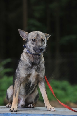 abf_8029_logo.jpg abf_8029_logo.jpg