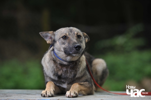 3/8 abf_8035_logo.jpg