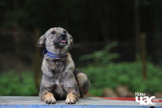 1/8 abf_8041_logo.jpg