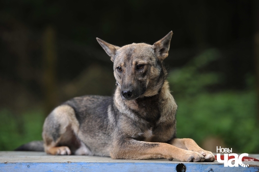 2/8 abf_8066_logo.jpg