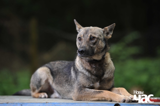 5/8 abf_8067_logo.jpg