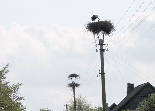 aisty_platformy_pinskij_r_n_3.jpg aisty_platformy_pinskij_r_n_3.jpg