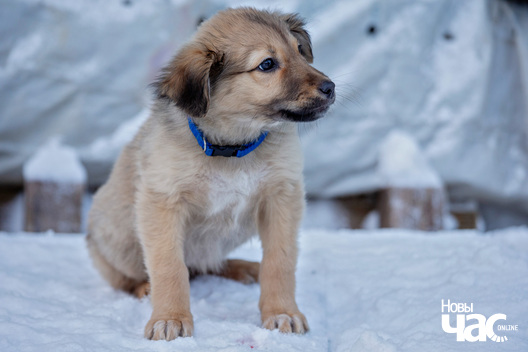 4/7 ajza__1__logo.jpg