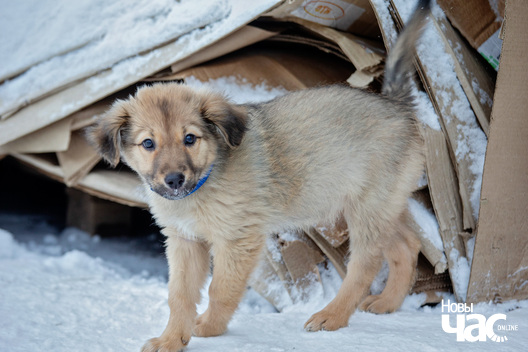 6/7 ajza__5__logo.jpg