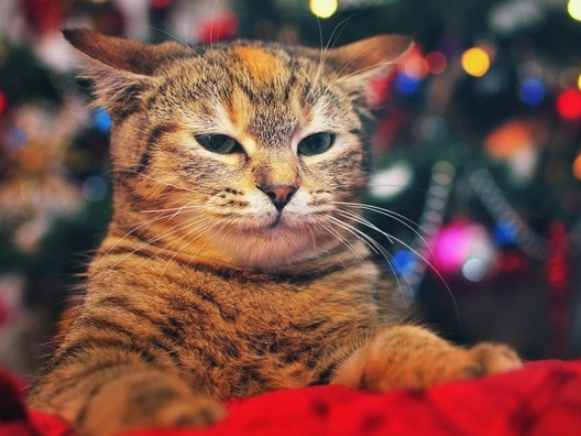 animals___cats_cat_on_a_background_of_trees_094075_29.jpg animals___cats_cat_on_a_background_of_trees_094075_29.jpg