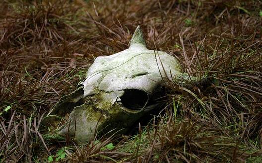 animals_widewallpaper_nature_decay_rotting_bull_skull_73414.jpg animals_widewallpaper_nature_decay_rotting_bull_skull_73414.jpg