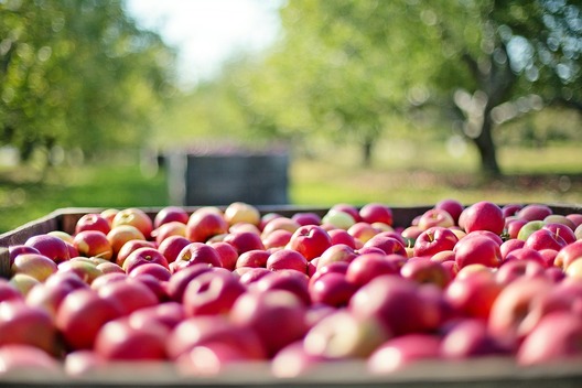 apples_1004886_1280.jpg apples_1004886_1280.jpg