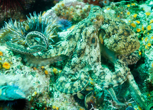 asminog.jpg asminog.jpg