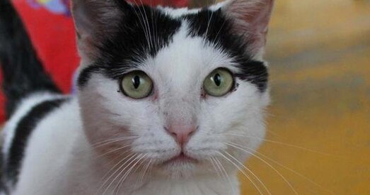 Адзінокая пенсіянерка завяшчала €1,5 мільёна кату