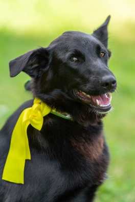 1/3 azlehijnsew_logo.jpg