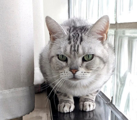 Хатняя кошка па мянушцы Мінсін. Калі мой калега адпраўляецца ў адпачынак, я з задавальненнем даглядаю яе Хатняя кошка па мянушцы Мінсін. Калі мой калега адпраўляецца ў адпачынак, я з задавальненнем даглядаю яе