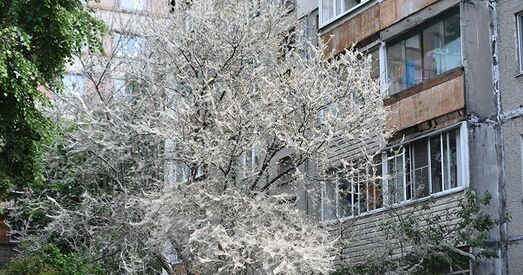 Хто пераможа — амерыканскія белыя матылькі ці беларускія камунальнікі?