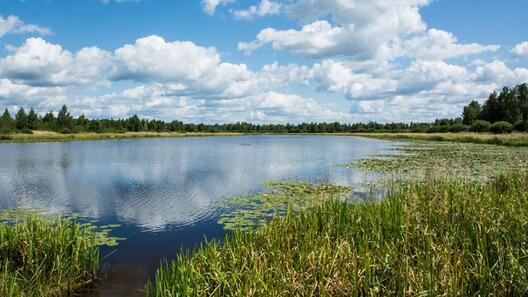 balota_7.jpg balota_7.jpg