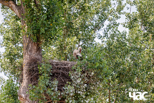 2/2 belarus_akinczycy_razvitanne_2023_fota_novy_czas__1__logo.jpg