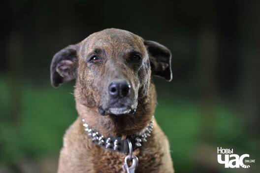 beljn_w35vq_logo.jpg beljn_w35vq_logo.jpg