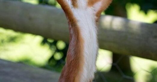 «Камісія па вяртанні»: паступіла ўсяго 23 заявы