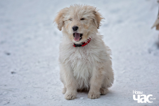 2/8 bella__6__logo.jpg