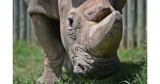 Апошні белы насарог памёр, але цяпер ёсць надзея на адраджэнне папуляцыі