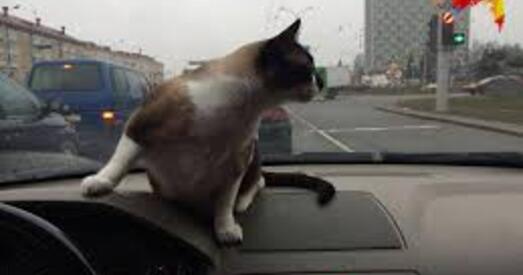 Кот Дашкевічаў вярнуўся дахаты