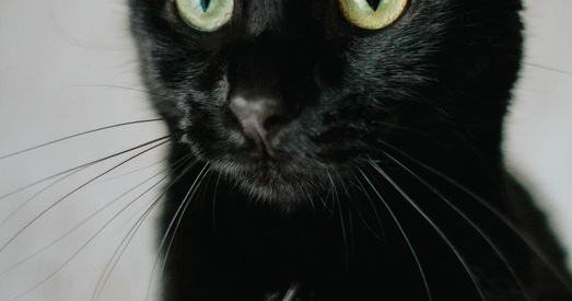 Мурзя: чорная прыгажуня, якая сагрэе зімовымі вечарамі