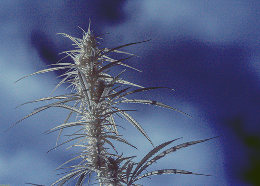 cannabis.png cannabis.png