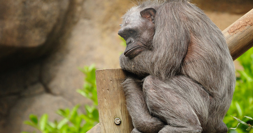 Прысутнасць чалавека змяніла паводзіны шымпанзэ