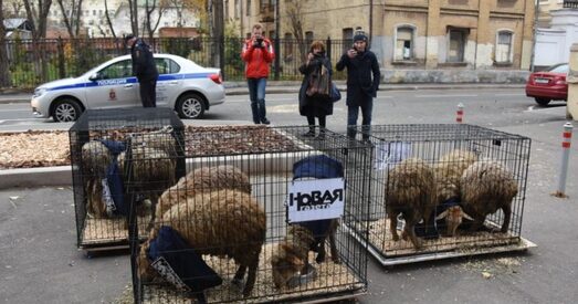 Да рэдакцыі «Новай» у Маскве прынеслі клеткі з авечкамі