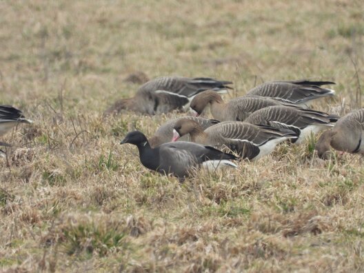czornaja_kazarka.jpg czornaja_kazarka.jpg