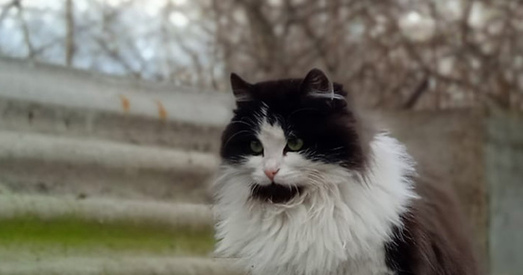 Карысныя парады для ўладальнікаў хатніх жывёл у ваенны час