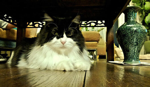 Падабранае з вуліцы шэсць гадоў таму кволае кацяня. Зараз гэта 8-кілаграмовы здаровы кот па мянушцы Цзунцзы Падабранае з вуліцы шэсць гадоў таму кволае кацяня. Зараз гэта 8-кілаграмовы здаровы кот па мянушцы Цзунцзы